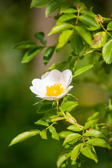 Flowering Dog Rose - Rosa canina in a green natural setting.