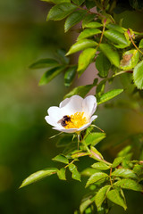 Flowering Dog Rose - Rosa canina in a green natural setting with a bumblebee feeding on the nectar.