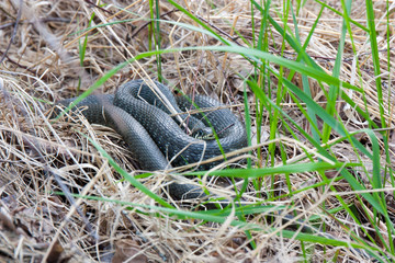 Grass-snake laying in the yellow dry grass. Snake close-up photo