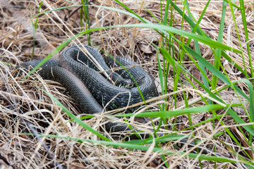 Grass-snake laying in the yellow dry grass. Snake close-up photo