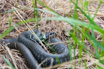 Grass-snake laying in the yellow dry grass. Snake close-up photo