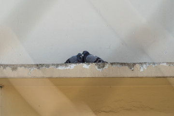 Pigeon couple on the roof