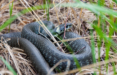 Grass-snake laying in the yellow dry grass. Snake close-up photo