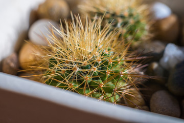 cactus in a pot