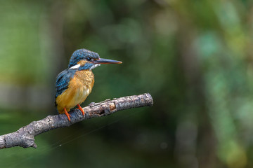 Kingfisher on a branch close up portrait