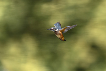 Flying kingfisher
