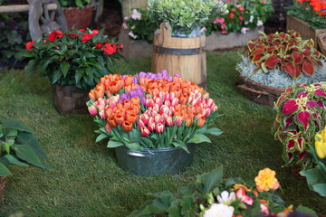 Stand with many different plants at the flower expo. Multicolored tulips in a big bucket on a flower show