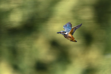 Flying kingfisher