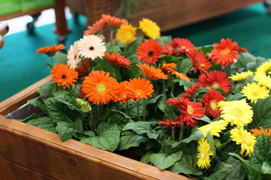 Gerbera flovers selective focus. Colourful Gerbera Daisies in garden.