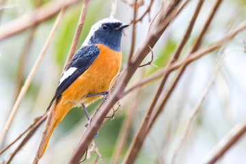 野鳥　ジョウビタキ（オス♂）