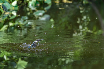 flying and diving kingfisher