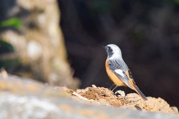 野鳥　ジョウビタキ（オス♂）