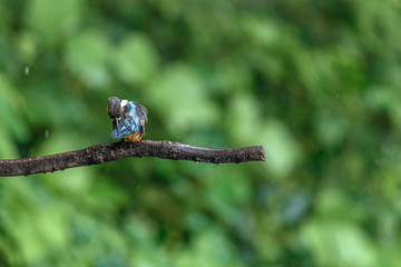 Kingfisher on a branch