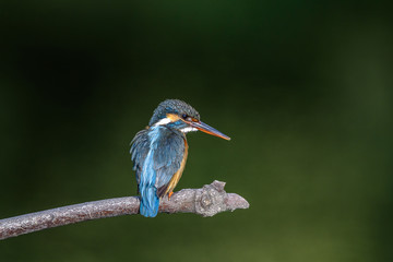 Kingfisher on a branch close up portrait