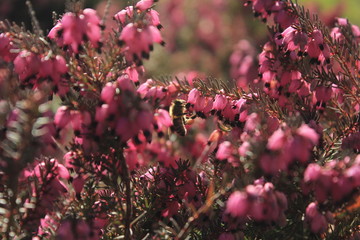 Macro of Winter Heath and Bee