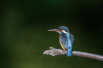 Kingfisher on a branch close up portrait