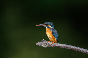 Kingfisher on a branch close up portrait