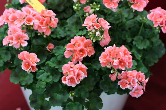 Light pink pelargonium in flower pots. Сoral geranium in pots at a flower show