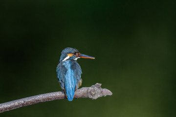 Kingfisher on a branch close up portrait