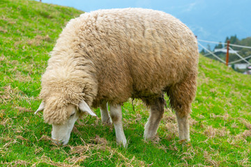 Sheep eating on green glass standing on mountain slope