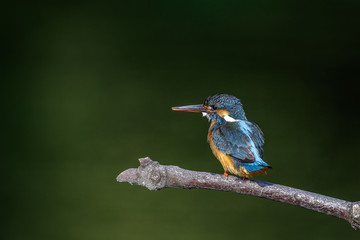 Kingfisher on a branch close up portrait