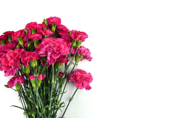 Bouquet of fuchsia carnations isolated on white background. Happy mothers day, women's day, wedding and valentines day. Greeting card with copy space.