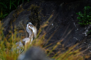 grey heron killing and holding a big fish