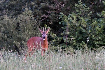 roebuck in the forest