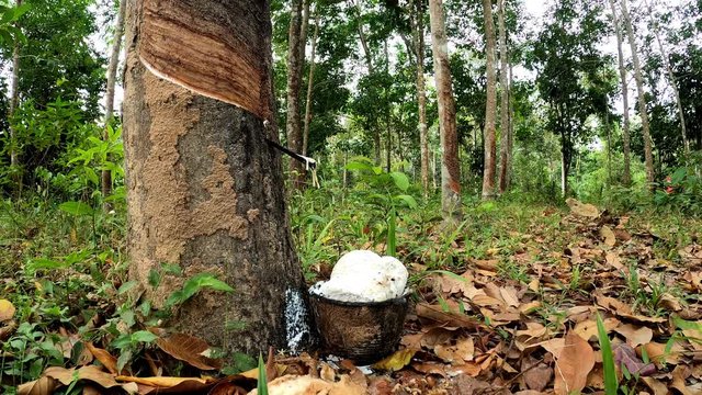Footage of white para rubber liquid drop from para rubber tree into ceramic cup with white rubber inside, rubber tree is most important plant in southern Thailand.