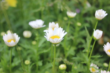 Fototapeta premium Flower