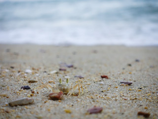 Fototapeta na wymiar Little Ghost crab on the beach in thailand.