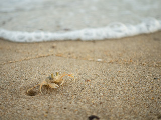 Ghost Crab on the beach in Thailand