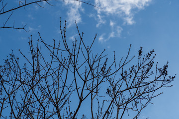 Teile eines Baums mit Himmel im Hintergrund