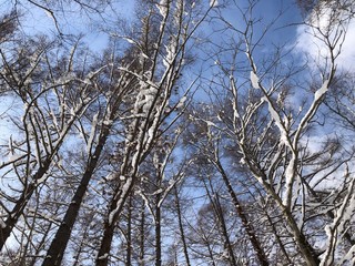 trees in winter