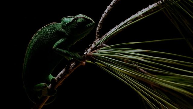 Silhouette of green chameleon on a plant in the dark night 4k