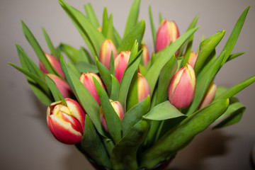 Purple white and pink flower bouquet in tilt shift lens shot. 15 blooming yellow-pink Dutch tulips...
