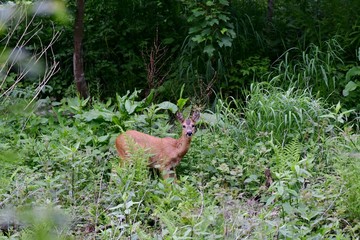 deer in the forest