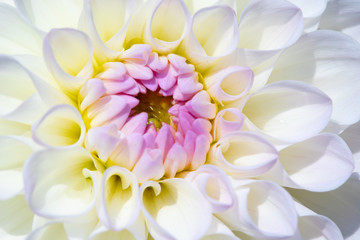 Obraz premium Dahlia flower