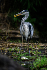 grey heron killing and holding a big fish