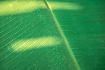 Texture background of green banana leaf