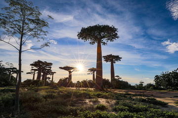 Fototapeta na wymiar Sunset in Madagascar baobas 
