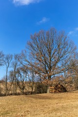 Oak without leaves. Winter time without snow. Mighty oak on the meadow. Firewood under the tree. Sunny day.