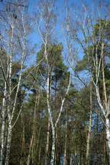 forest in winter - birch trunks and conifers