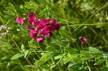 Lathyrus sylvestris, flat pea, narrow-leaved everlasting-pea pink flowers in meadow