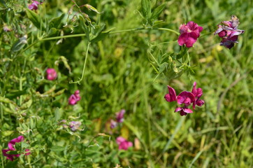 Lathyrus sylvestris, flat pea, narrow-leaved everlasting-pea pink flowers in meadow
