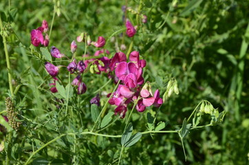 Lathyrus sylvestris, flat pea, narrow-leaved everlasting-pea pink flowers in meadow