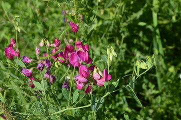 Lathyrus sylvestris, flat pea, narrow-leaved everlasting-pea pink flowers in meadow
