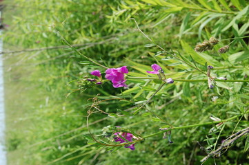 Lathyrus sylvestris, flat pea, narrow-leaved everlasting-pea pink flowers in meadow