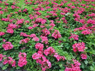 Pinkfarbenes Blütenbeet in einem Park. Insektenmagnet für groß und klein.