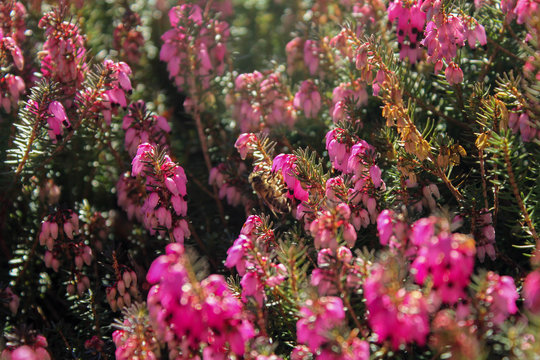 Alpine Heath with Bee